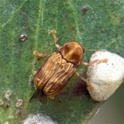 Cadmus sp. (genus) (Unidentified Cadmus leaf beetle) at Amaroo, ACT - 8 Feb 2025 by Hejor1