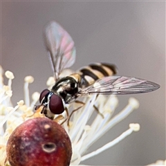 Melangyna sp. (genus) (Hover Fly) at Amaroo, ACT - 8 Feb 2025 by Hejor1