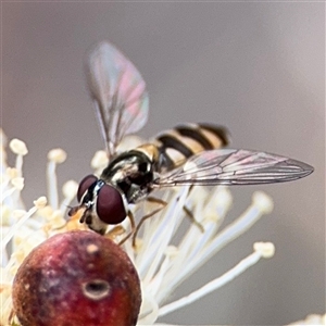 Melangyna sp. (genus) (Hover Fly) at Amaroo, ACT - 8 Feb 2025 by Hejor1