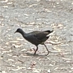 Gallinula tenebrosa (Dusky Moorhen) at Amaroo, ACT - 8 Feb 2025 by Hejor1