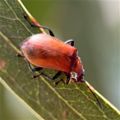 Ecnolagria grandis (Honeybrown beetle) at Amaroo, ACT - 8 Feb 2025 by Hejor1