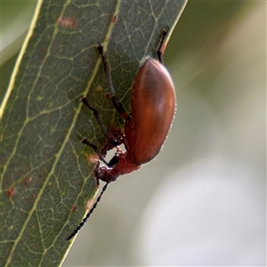 Ecnolagria grandis at Amaroo, ACT - 8 Feb 2025 11:45 AM