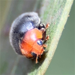 Cryptolaemus montrouzieri (Mealybug ladybird) at Amaroo, ACT - 8 Feb 2025 by Hejor1