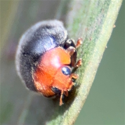 Cryptolaemus montrouzieri (Mealybug ladybird) at Amaroo, ACT - 8 Feb 2025 by Hejor1