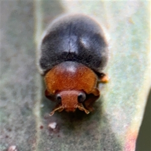 Cryptolaemus montrouzieri at Amaroo, ACT - 8 Feb 2025 11:35 AM