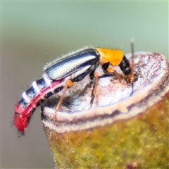 Carphurini sp. (tribe) (Soft-winged flower beetle) at Amaroo, ACT - 8 Feb 2025 by Hejor1