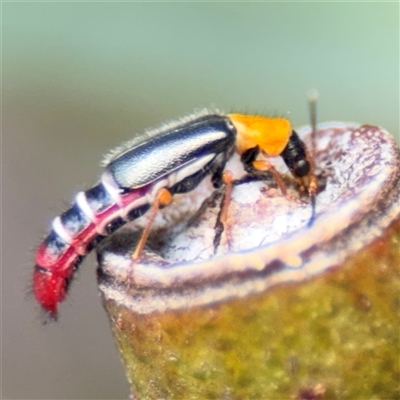 Carphurini sp. (tribe) (Soft-winged flower beetle) at Amaroo, ACT - 8 Feb 2025 by Hejor1