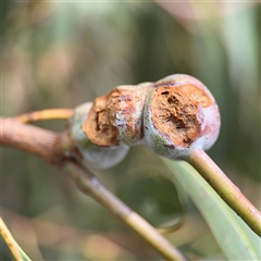 Eucalyptus insect gall at Amaroo, ACT - 8 Feb 2025 by Hejor1