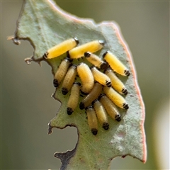 Paropsis atomaria (Eucalyptus leaf beetle) at Amaroo, ACT - 8 Feb 2025 by Hejor1