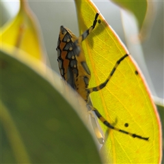 Amorbus (genus) (Eucalyptus Tip bug) at Amaroo, ACT - 8 Feb 2025 by Hejor1