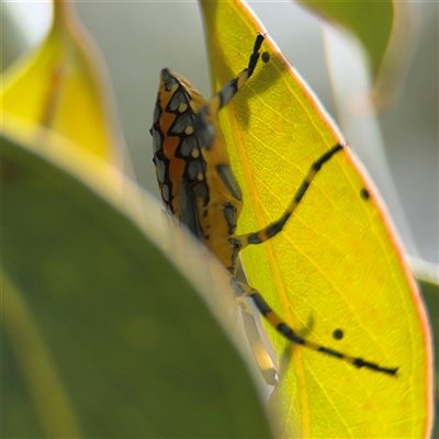 Amorbus (genus) (Eucalyptus Tip bug) at Amaroo, ACT - 8 Feb 2025 by Hejor1