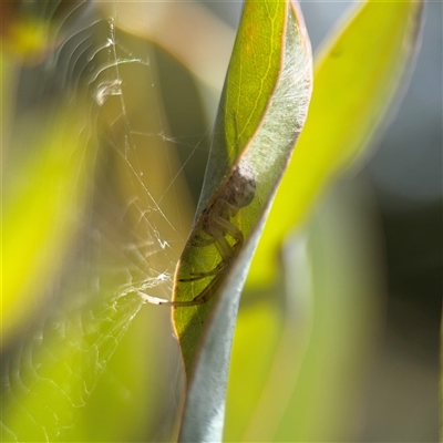 Phonognathidae (family) (Leaf curling orb-weavers) at Amaroo, ACT - 8 Feb 2025 by Hejor1