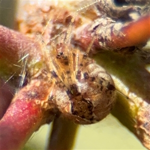 Cryptachaea veruculata (Diamondback comb-footed spider) at Amaroo, ACT - 8 Feb 2025 by Hejor1