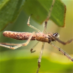 Tetragnatha sp. (genus) (Long-jawed spider) at Amaroo, ACT - 8 Feb 2025 by Hejor1