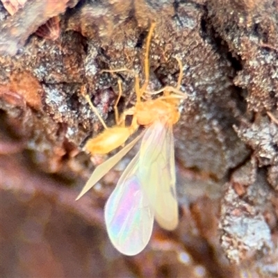 Apocrita (suborder) (Unidentified wasp) at Amaroo, ACT - 8 Feb 2025 by Hejor1