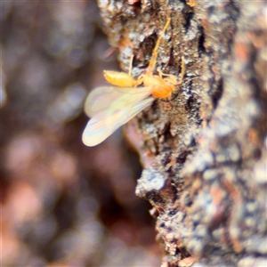 Apocrita (suborder) at Amaroo, ACT - 8 Feb 2025 11:14 AM