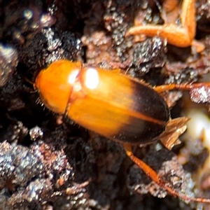 Phyllotocus macleayi at Amaroo, ACT - 8 Feb 2025 by Hejor1