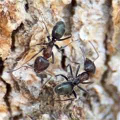 Iridomyrmex sp. (genus) (Ant) at Amaroo, ACT - 8 Feb 2025 by Hejor1