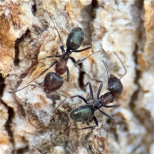 Iridomyrmex sp. (genus) (Ant) at Amaroo, ACT - 8 Feb 2025 by Hejor1