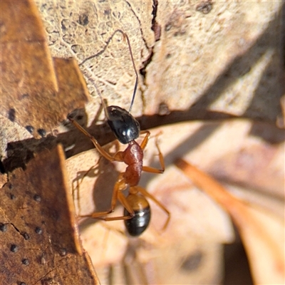 Camponotus consobrinus (Banded sugar ant) at Amaroo, ACT - 8 Feb 2025 by Hejor1