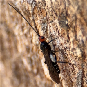 Callibracon capitator (White Flank Black Braconid Wasp) at Amaroo, ACT - 8 Feb 2025 by Hejor1