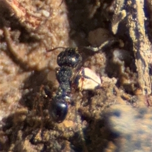 Formicidae (family) (Unidentified ant) at Amaroo, ACT - 8 Feb 2025 by Hejor1