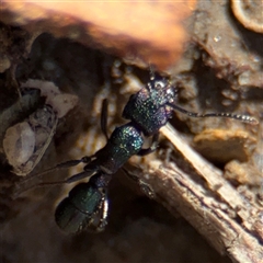 Rhytidoponera metallica (Greenhead ant) at Amaroo, ACT - 8 Feb 2025 by Hejor1