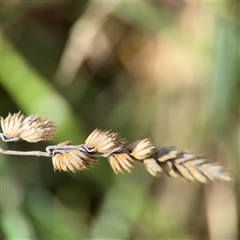 Dactylis glomerata (Cocksfoot) at Amaroo, ACT - 8 Feb 2025 by Hejor1