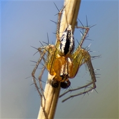 Oxyopes elegans at Amaroo, ACT - 8 Feb 2025 by Hejor1