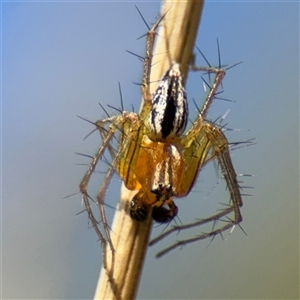 Oxyopes gracilipes at Amaroo, ACT - 8 Feb 2025 10:36 AM