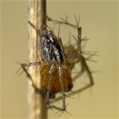 Oxyopes gracilipes at Amaroo, ACT - 8 Feb 2025 10:36 AM