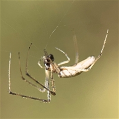 Tetragnatha sp. (genus) at Amaroo, ACT - 8 Feb 2025 by Hejor1