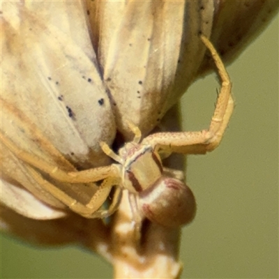 Runcinia acuminata (Pointy Crab Spider) - 8 Feb 2025 by Hejor1