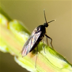 Sciaridae sp. (family) (Black fungus gnat) - 8 Feb 2025 by Hejor1