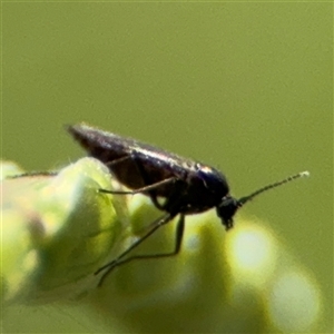 Sciaridae sp. (family) at Undefined Area - 8 Feb 2025 10:32 AM