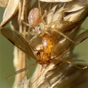 Thomisidae (family) at Amaroo, ACT - 8 Feb 2025 by Hejor1