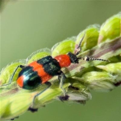 Dicranolaius bellulus (Red and Blue Pollen Beetle) at Amaroo, ACT - 8 Feb 2025 by Hejor1