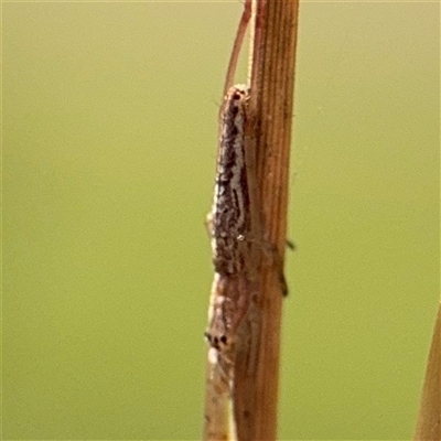 Tetragnatha demissa (Tetragnatha demissa) at Amaroo, ACT - 8 Feb 2025 by Hejor1