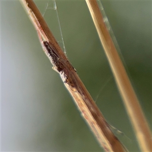 Tetragnatha demissa at Amaroo, ACT - 8 Feb 2025 10:25 AM