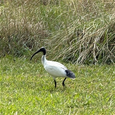 Threskiornis molucca (Australian White Ibis) at Amaroo, ACT - 8 Feb 2025 by Hejor1