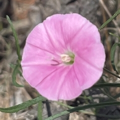 Convolvulus angustissimus subsp. angustissimus (Australian Bindweed) at O'Connor, ACT - 8 Feb 2025 by Clarel