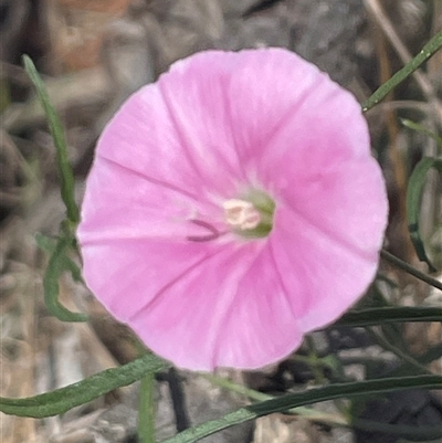 Convolvulus angustissimus subsp. angustissimus (Australian Bindweed) at O'Connor, ACT - 8 Feb 2025 by Clarel