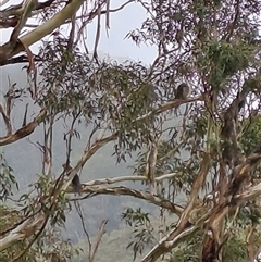 Podargus strigoides (Tawny Frogmouth) at Marshall Mount, NSW - 26 Jan 2025 by RalphArn