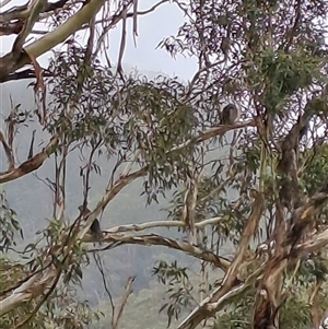 Podargus strigoides (Tawny Frogmouth) at Marshall Mount, NSW - 26 Jan 2025 by RalphArn