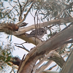 Podargus strigoides at Marshall Mount, NSW - 26 Jan 2025 02:44 PM