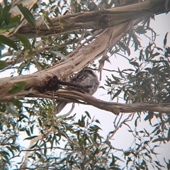 Podargus strigoides at Marshall Mount, NSW - 26 Jan 2025 02:44 PM