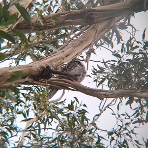 Podargus strigoides at Marshall Mount, NSW - 26 Jan 2025 02:44 PM