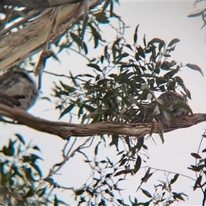 Podargus strigoides at Marshall Mount, NSW - 26 Jan 2025 02:44 PM