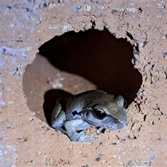 Limnodynastes dumerilii at Marshall Mount, NSW - 1 Feb 2025 by RalphArn