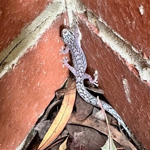 Christinus marmoratus (Southern Marbled Gecko) at Aranda, ACT - 9 Feb 2025 by KMcCue